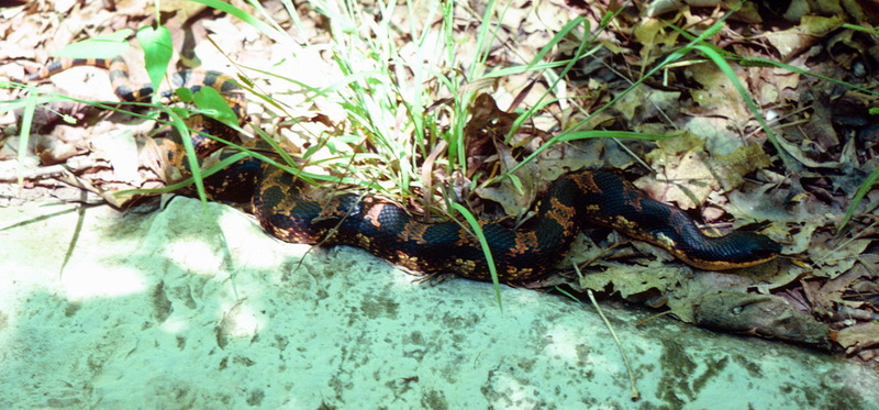 Eastern Hog-nosed Snake (Heterodon platirhinos) {!--동부돼지코뱀-->; DISPLAY FULL IMAGE.