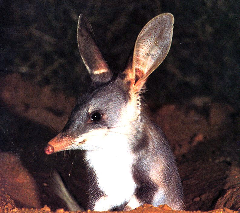 Rabbit-eared bandicoot (or Greater Bilby); DISPLAY FULL IMAGE.