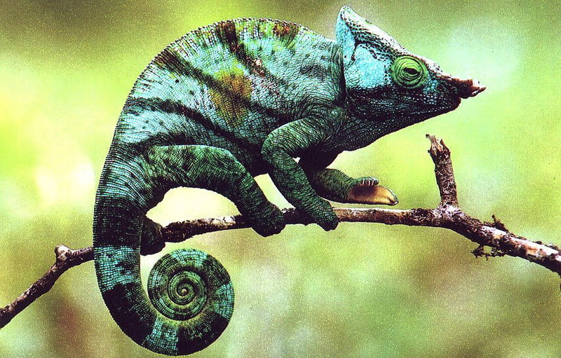 Parson's Chameleon; DISPLAY FULL IMAGE.