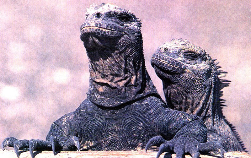 Galapagos Marine Iguana; DISPLAY FULL IMAGE.