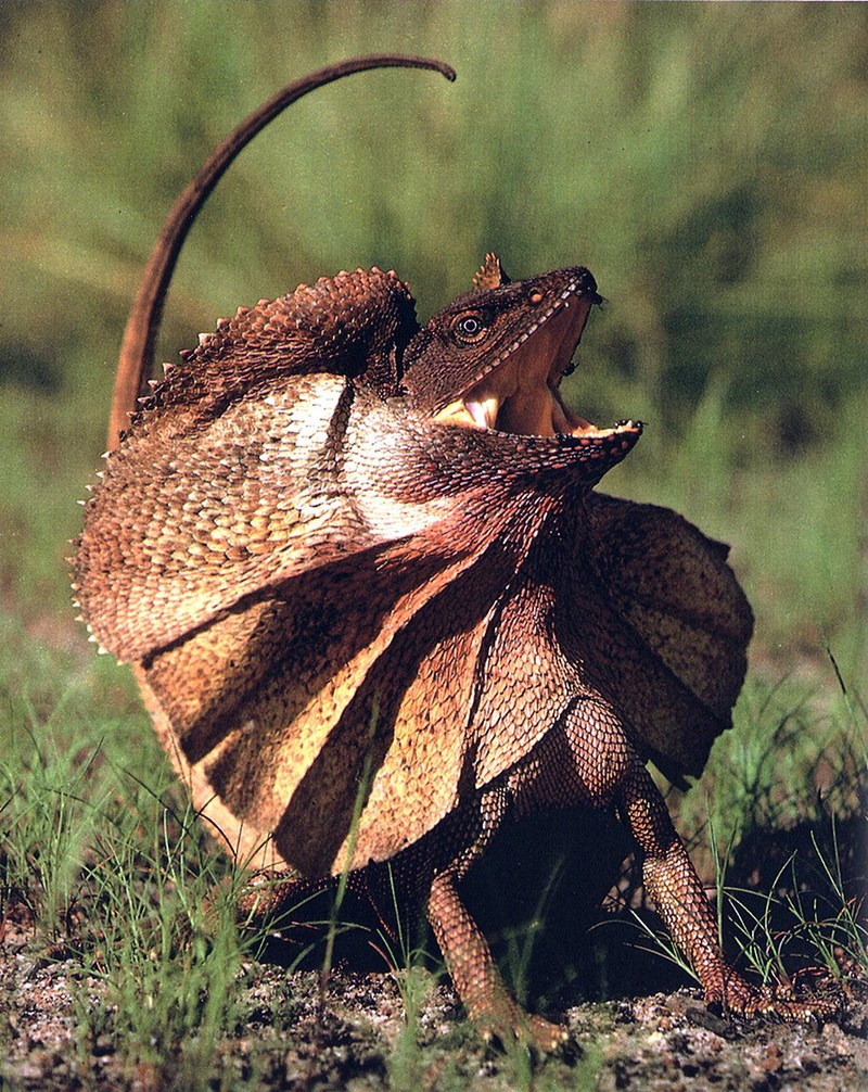 Frilled lizard; DISPLAY FULL IMAGE.