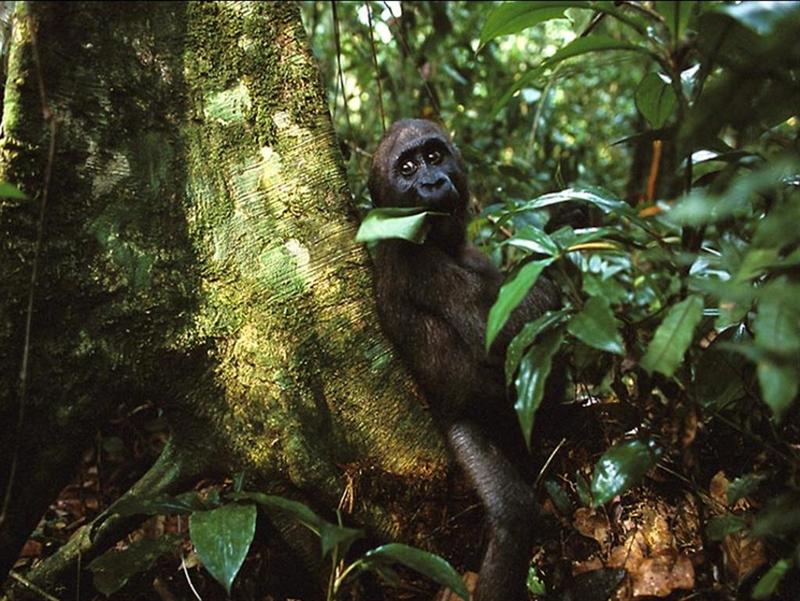 Gorilla; DISPLAY FULL IMAGE.