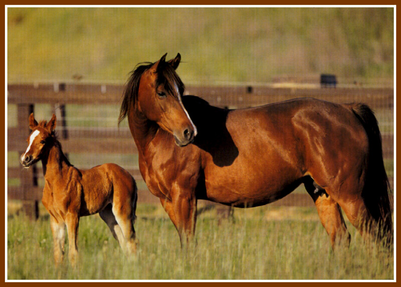 Horses (Bob Langrish); DISPLAY FULL IMAGE.