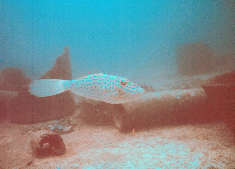 Scrawled Filefish (Aluterus scriptus) {!--날개쥐치-->; DISPLAY FULL IMAGE.