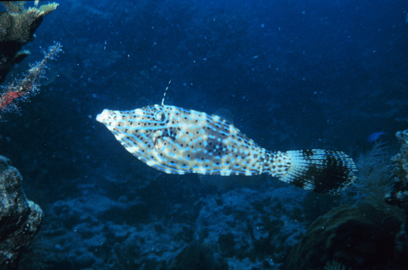 Scrawled Filefish (Aluterus scriptus) {!--날개쥐치-->; DISPLAY FULL IMAGE.