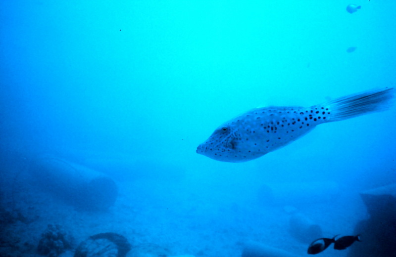 Scrawled Filefish (Aluterus scriptus) {!--날개쥐치-->; DISPLAY FULL IMAGE.