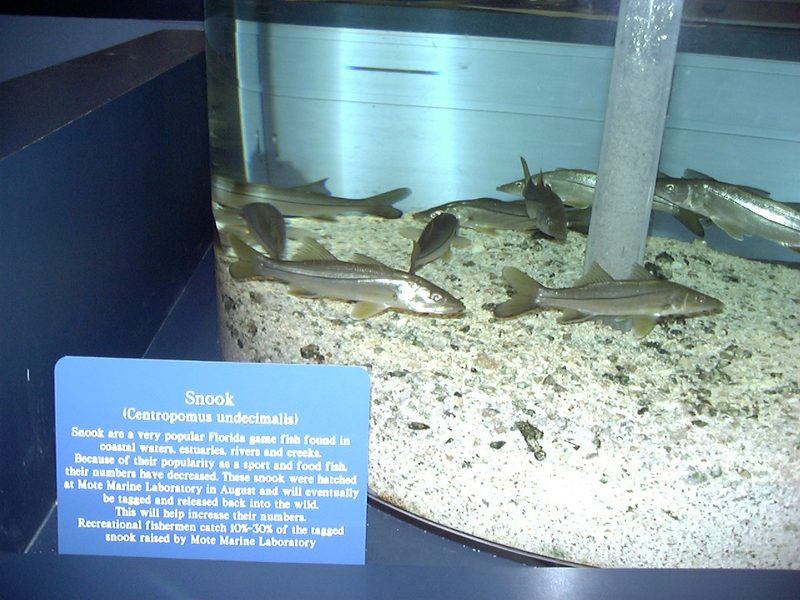 Common Snook (Centropomus undecimalis) {!--스누크-->; DISPLAY FULL IMAGE.