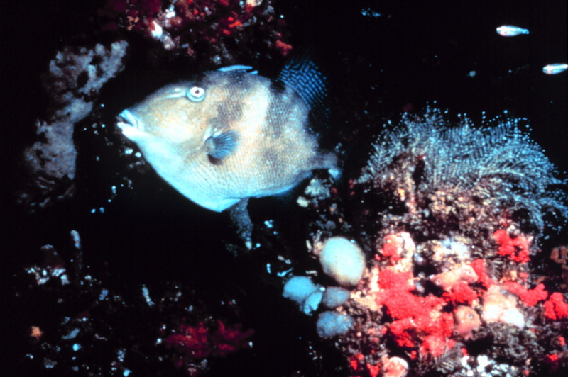 Grey triggerfish (Balistes capriscus) {!--재쥐치-->; DISPLAY FULL IMAGE.