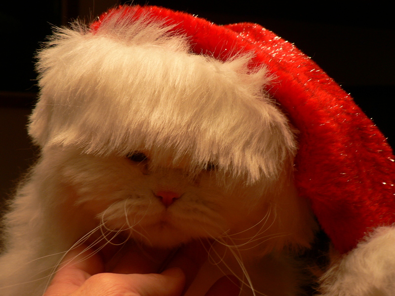 my persian; DISPLAY FULL IMAGE.