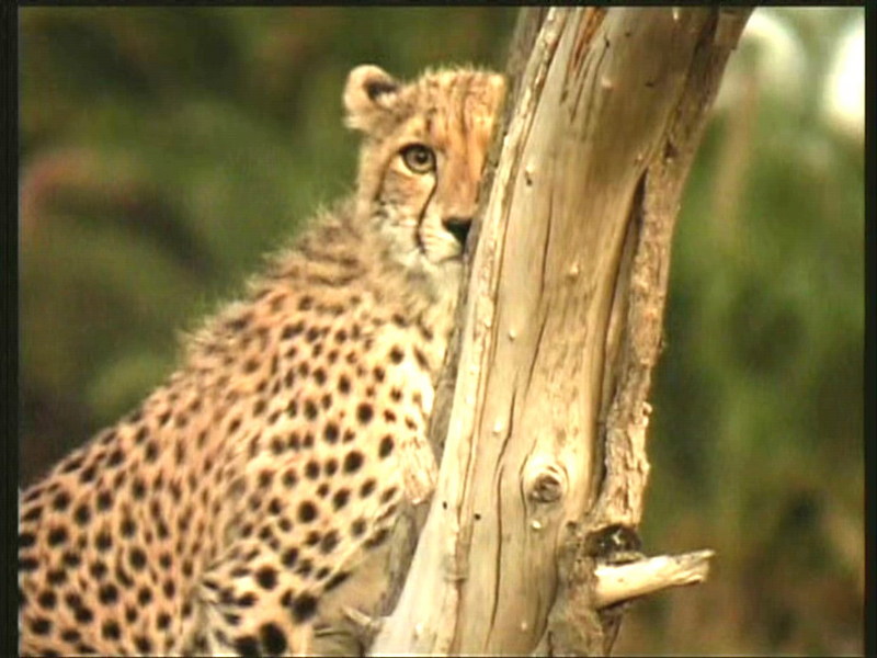 Cheetah_behind_tree.jpg; DISPLAY FULL IMAGE.