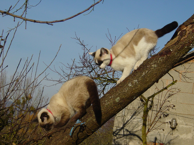 my little cats...; DISPLAY FULL IMAGE.