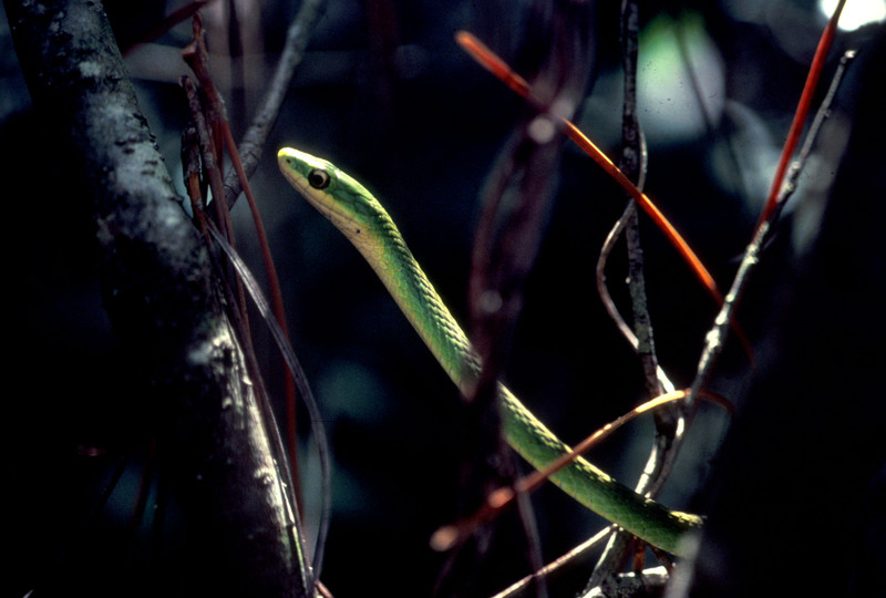 Royal Green Snake; DISPLAY FULL IMAGE.