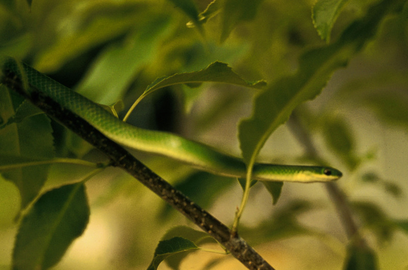 Smooth Green Snake (Opheodrys vernalis) {!--푸른초원뱀-->; DISPLAY FULL IMAGE.