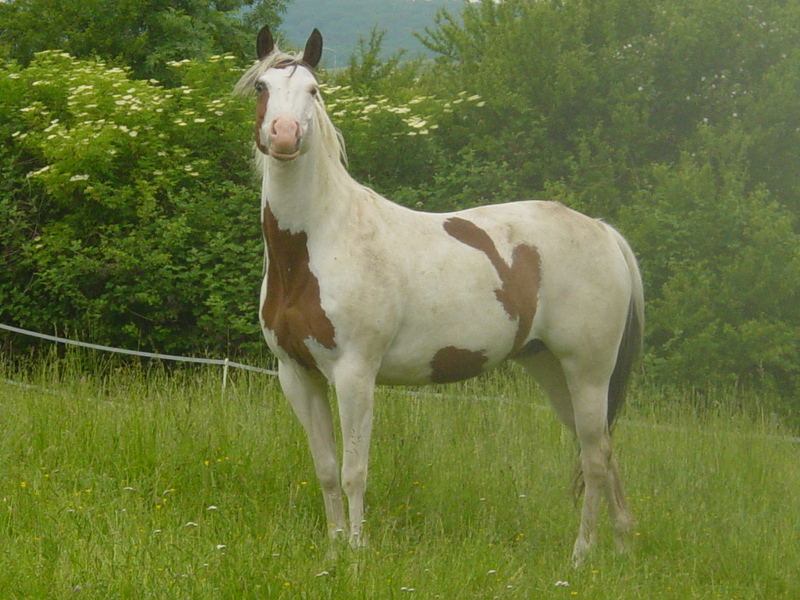 Horse (Equus caballus); DISPLAY FULL IMAGE.