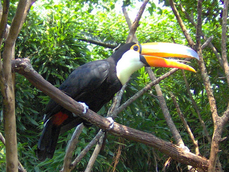 Toco Toucan; DISPLAY FULL IMAGE.