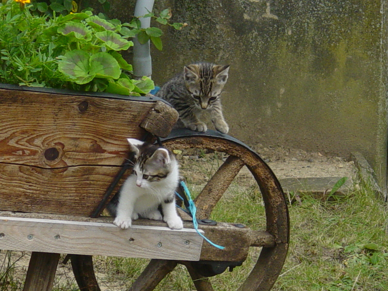 Baby cats; DISPLAY FULL IMAGE.