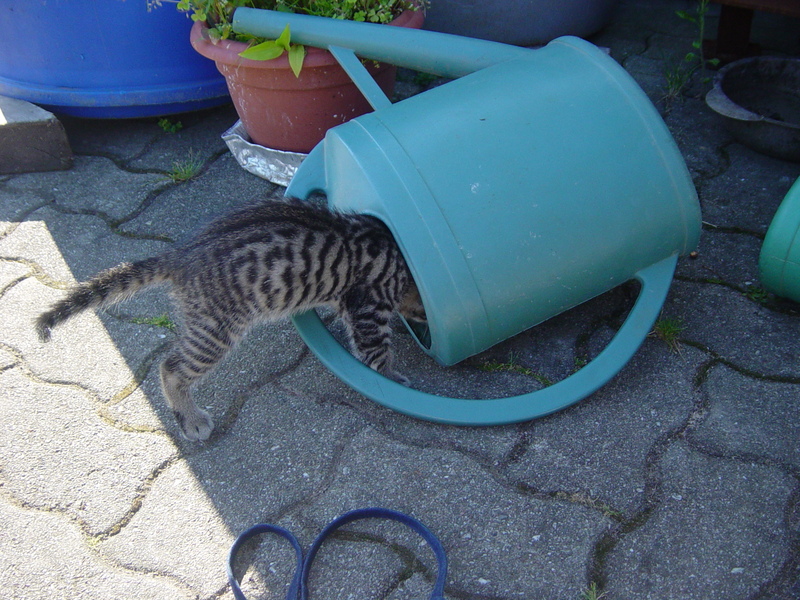 Curious baby cat; DISPLAY FULL IMAGE.