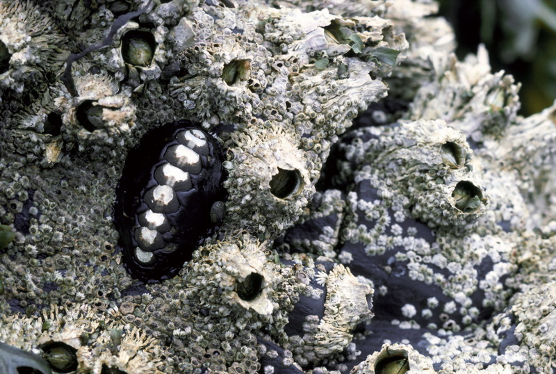 Black Katy Chiton (Katharina tunicata) {!--검은군부-->; DISPLAY FULL IMAGE.