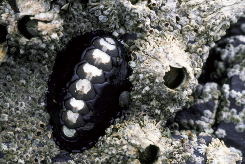 Black Katy Chiton (Katharina tunicata) {!--검은군부-->; DISPLAY FULL IMAGE.