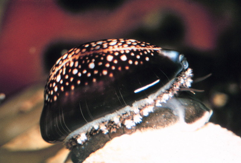 Cowrie (Cypraea caputserpensis) {!--개오지과(Cypraeidae)-->; DISPLAY FULL IMAGE.