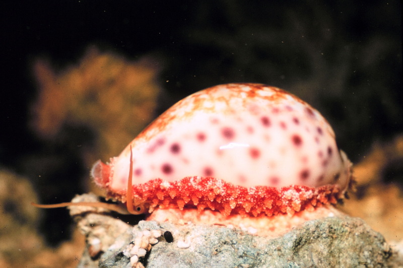 Cowrie (Cypraea chinensis) {!--개오지과(Cypraeidae)-->; DISPLAY FULL IMAGE.