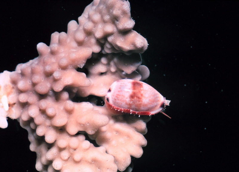 Cowrie (Cypraea sp.) {!--개오지과(Cypraeidae)-->; DISPLAY FULL IMAGE.