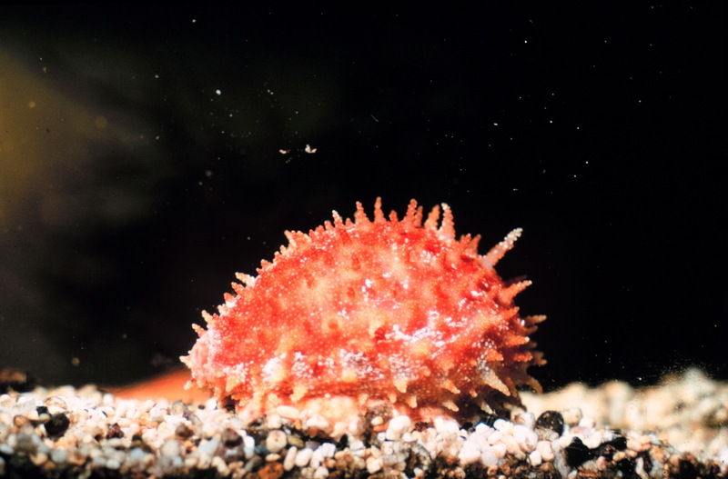 Cowrie (Cypraea chinensis) {!--개오지과(Cypraeidae)-->; DISPLAY FULL IMAGE.