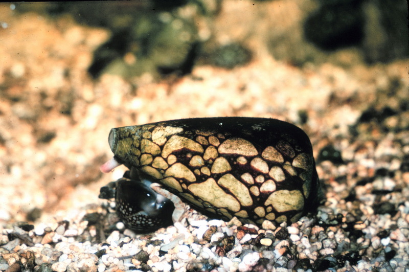 Marble Cone (Conus marmoreus) {!--흰점박이고둥, 청자고둥과(Conidae)-->; DISPLAY FULL IMAGE.