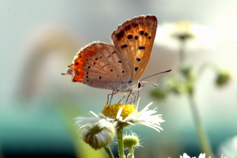 Lycaena phlaeas (Small Copper Butterfly) {!--작은주홍부전나비-->; DISPLAY FULL IMAGE.