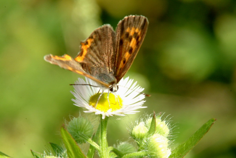 Lycaena phlaeas (Small Copper Butterfly) {!--작은주홍부전나비-->; DISPLAY FULL IMAGE.