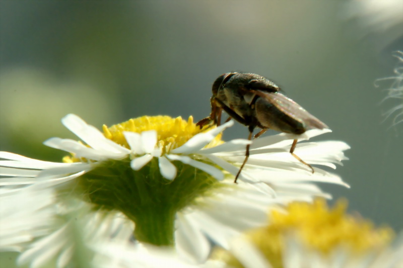 A fly sipping nectar on flower; DISPLAY FULL IMAGE.