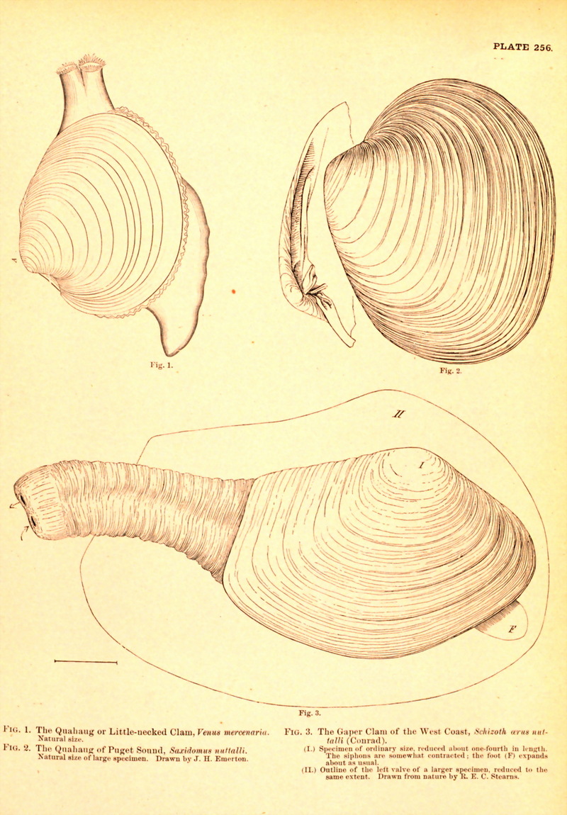 Little-necked Clam (Mercenaria mercenaria); DISPLAY FULL IMAGE.