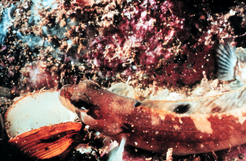 Small goby scavenges on remains of a tiny clam; DISPLAY FULL IMAGE.