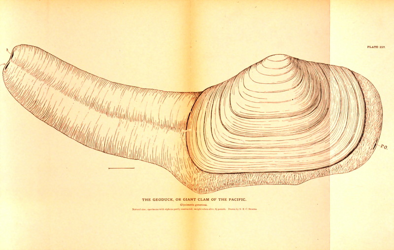 Panopea generosa Gould, 1850 – Pacific geoduck; DISPLAY FULL IMAGE.