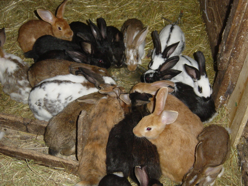 Rabbits; DISPLAY FULL IMAGE.