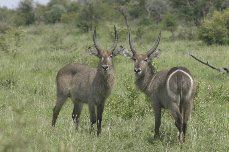 Waterbuck; DISPLAY FULL IMAGE.