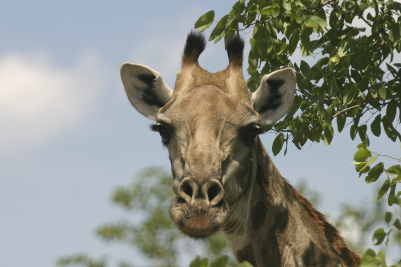 Giraffe (Giraffa camelopardalis); DISPLAY FULL IMAGE.