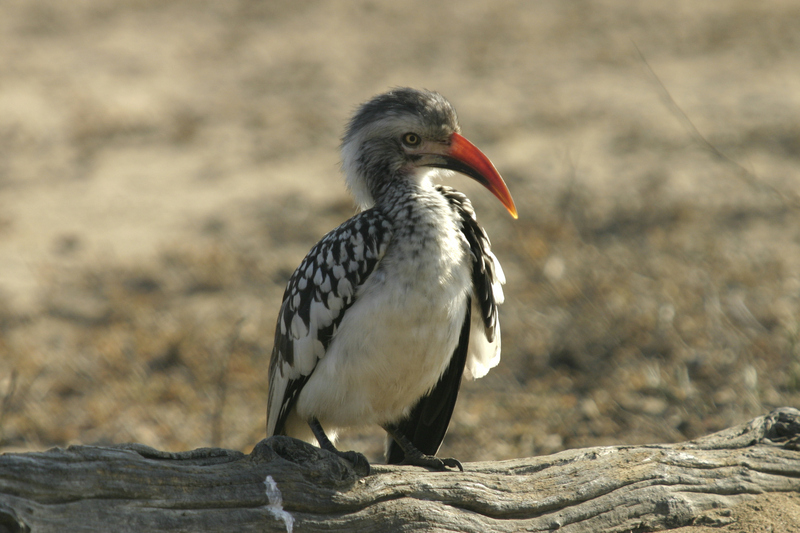 Red-billed Hornbill?; DISPLAY FULL IMAGE.