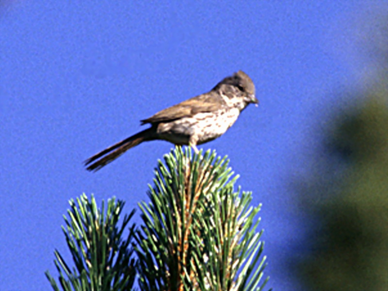 Wrentit (Chamaea fasciata) {!--굴뚝새사촌-->; DISPLAY FULL IMAGE.