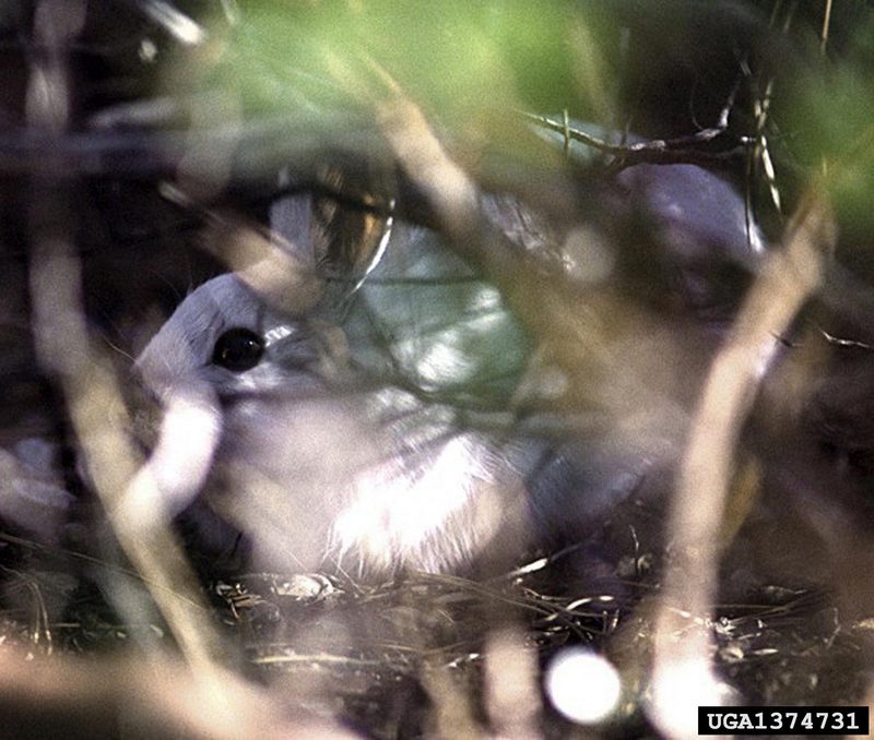 Snowshoe Hare (Lepus americanus) {!--눈신멧토끼-->; DISPLAY FULL IMAGE.