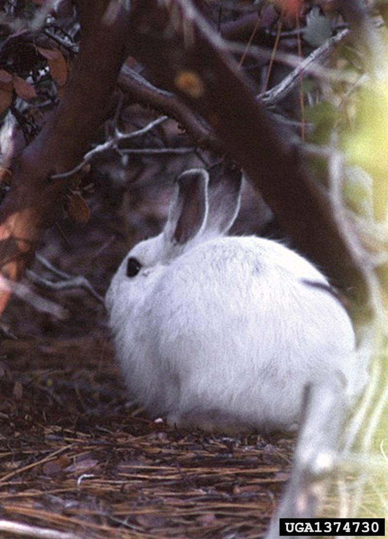 Snowshoe Hare (Lepus americanus) {!--눈신멧토끼-->; DISPLAY FULL IMAGE.