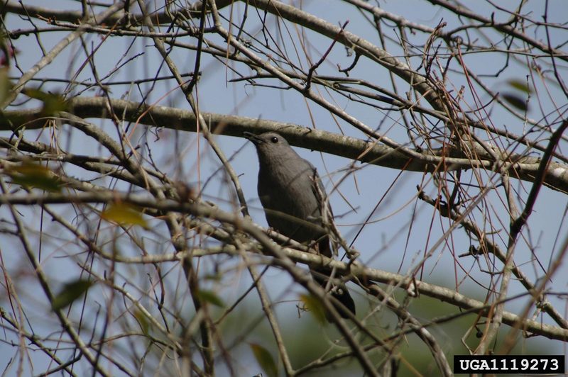 Gray Catbird (Dumetella carolinensis) {!--회색고양이새-->; DISPLAY FULL IMAGE.