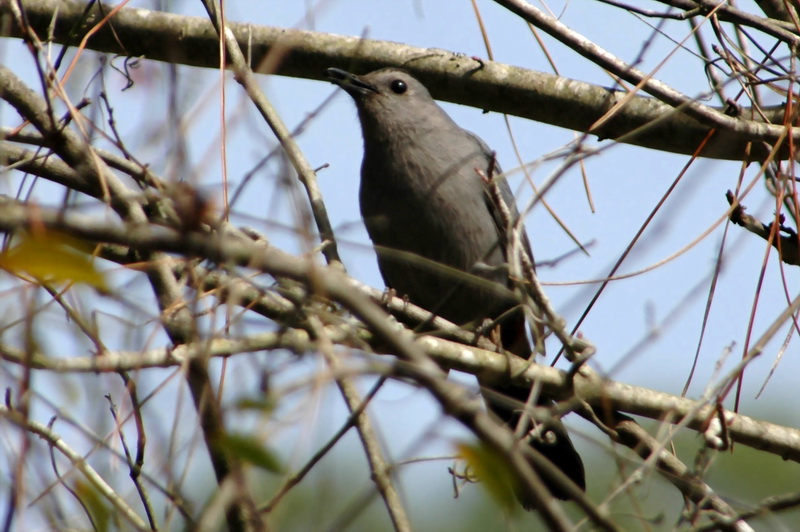 Gray Catbird (Dumetella carolinensis) {!--회색고양이새-->; DISPLAY FULL IMAGE.