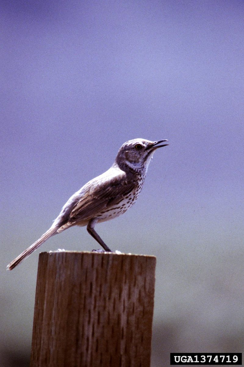 Sage Thrasher (Oreoscoptes montanus) {!--가슴줄무늬지빠귀사촌-->; DISPLAY FULL IMAGE.