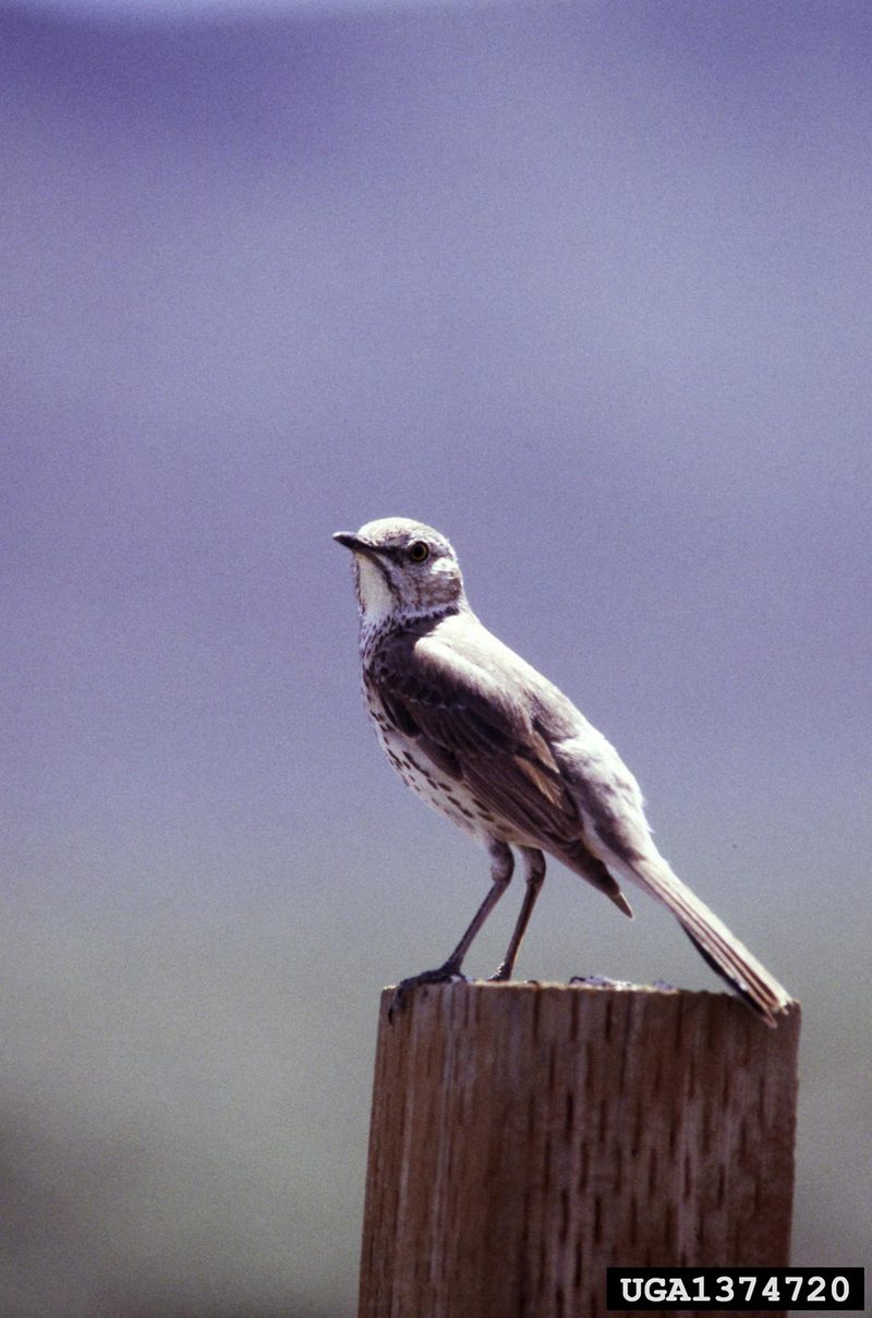 Sage Thrasher (Oreoscoptes montanus) {!--가슴줄무늬지빠귀사촌-->; DISPLAY FULL IMAGE.