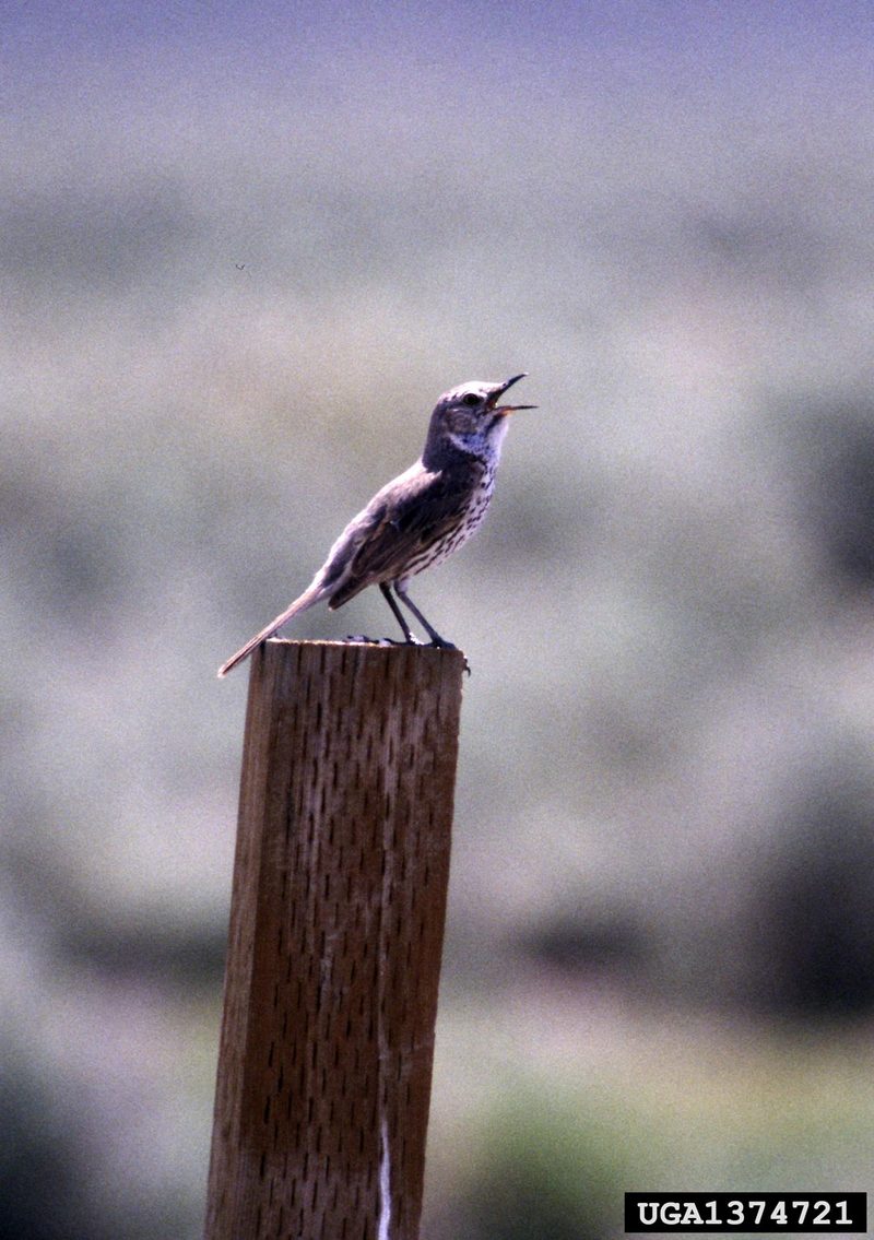 Sage Thrasher (Oreoscoptes montanus) {!--가슴줄무늬지빠귀사촌-->; DISPLAY FULL IMAGE.