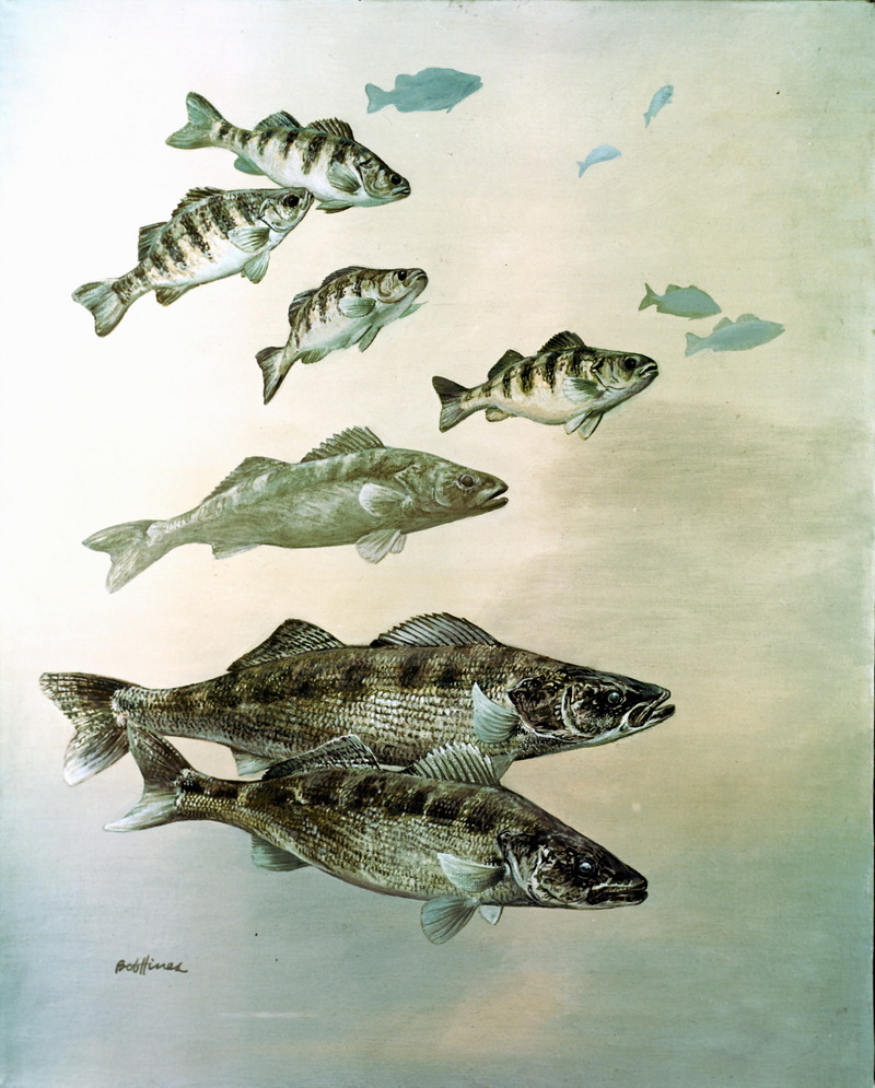 Yellow Perch (Perca flavescens) {!--노란농어(미국)-->; DISPLAY FULL IMAGE.