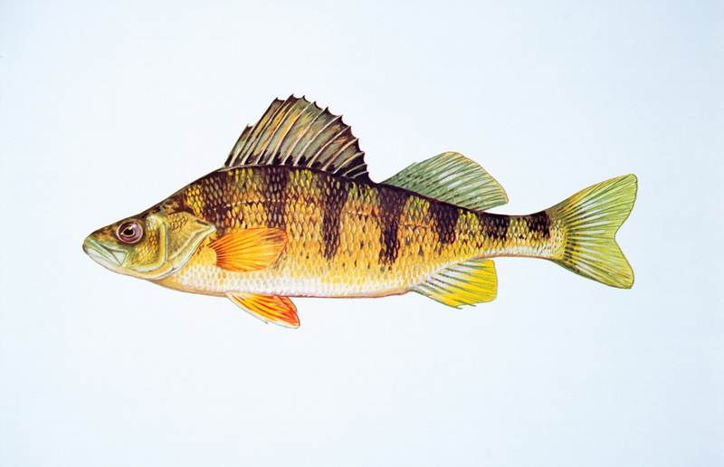 Yellow Perch (Perca flavescens) {!--노란농어(미국)-->; DISPLAY FULL IMAGE.