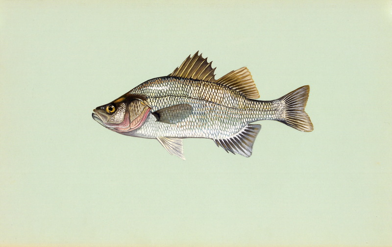 White Perch (Morone chrysops) {!--흰농어(미국)-->; DISPLAY FULL IMAGE.