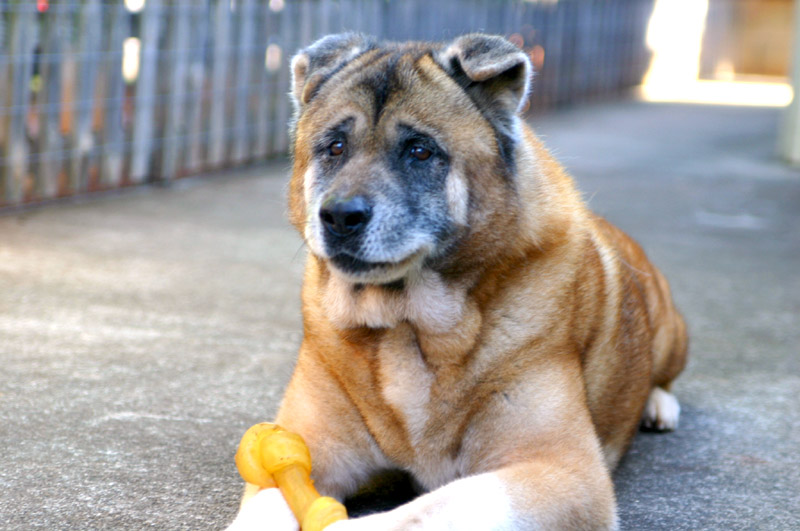 Big Dog; DISPLAY FULL IMAGE.